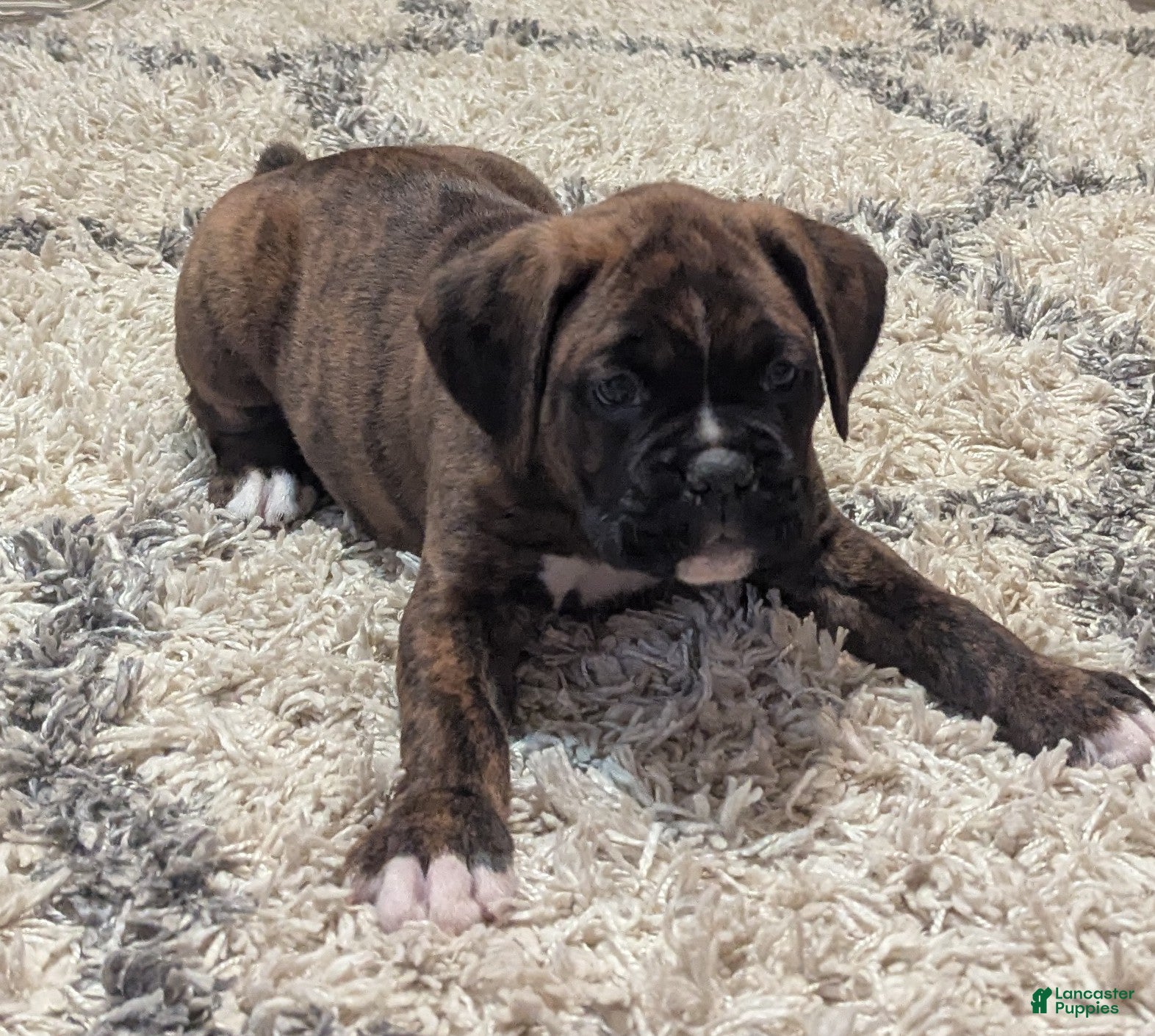 Boxer dogs Bronco - Ad 2