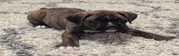 Boxer dogs for sale: Bronco - Ad 2