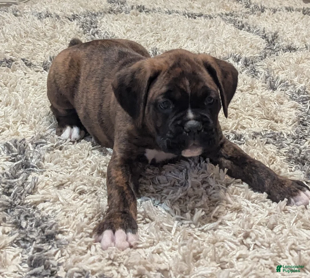 Boxer dogs for sale: Bronco - Ad 2