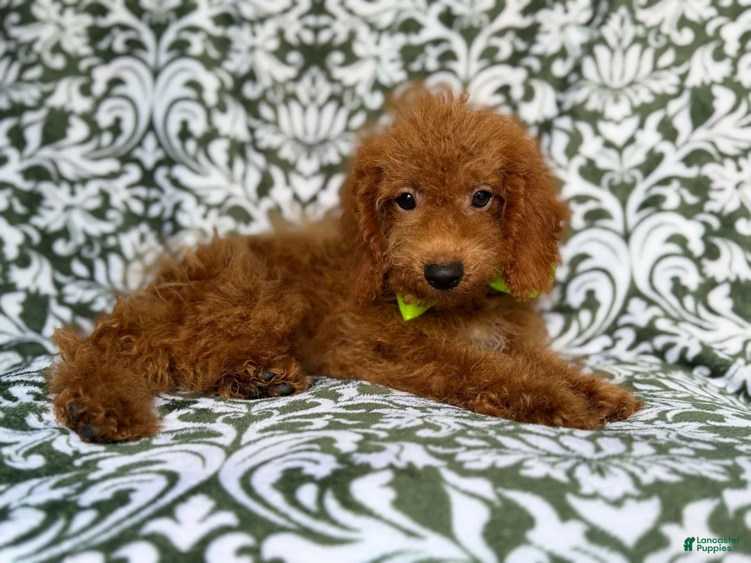 Cockapoo dogs for sale: Prince - Ad 9