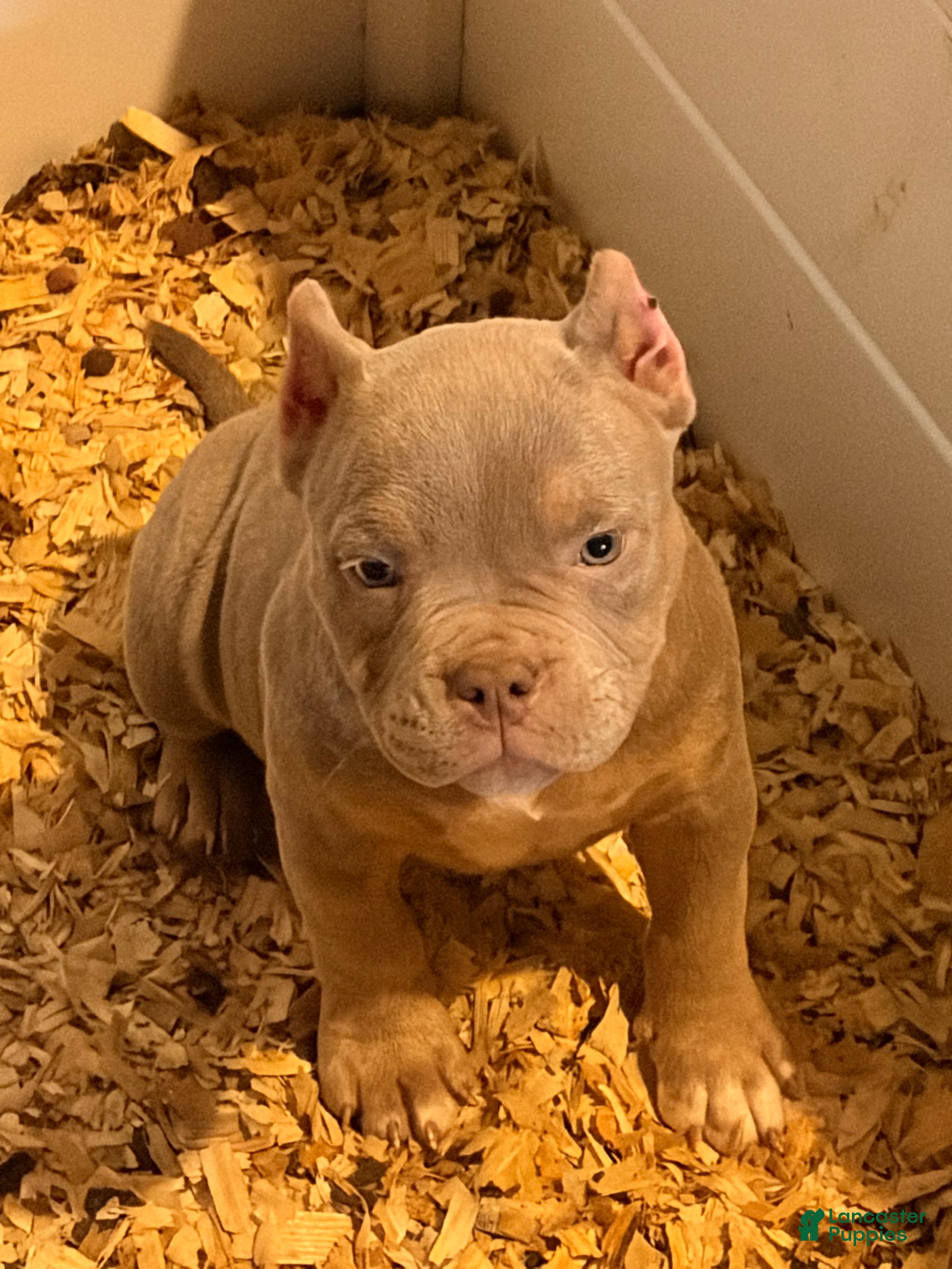 American Bully dogs American Bully Puppy 3 - Ad 27