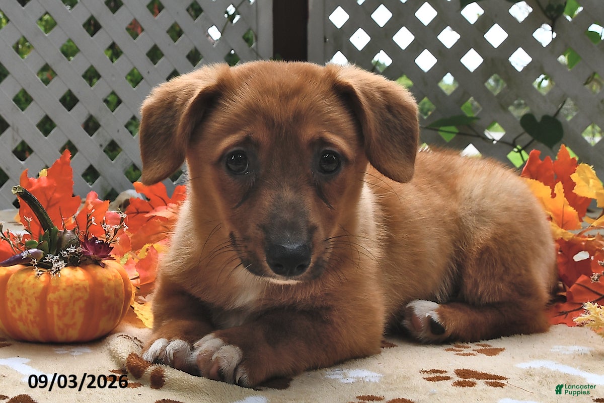 Welsh Corgi Pembroke dogs Diego - Ad 2