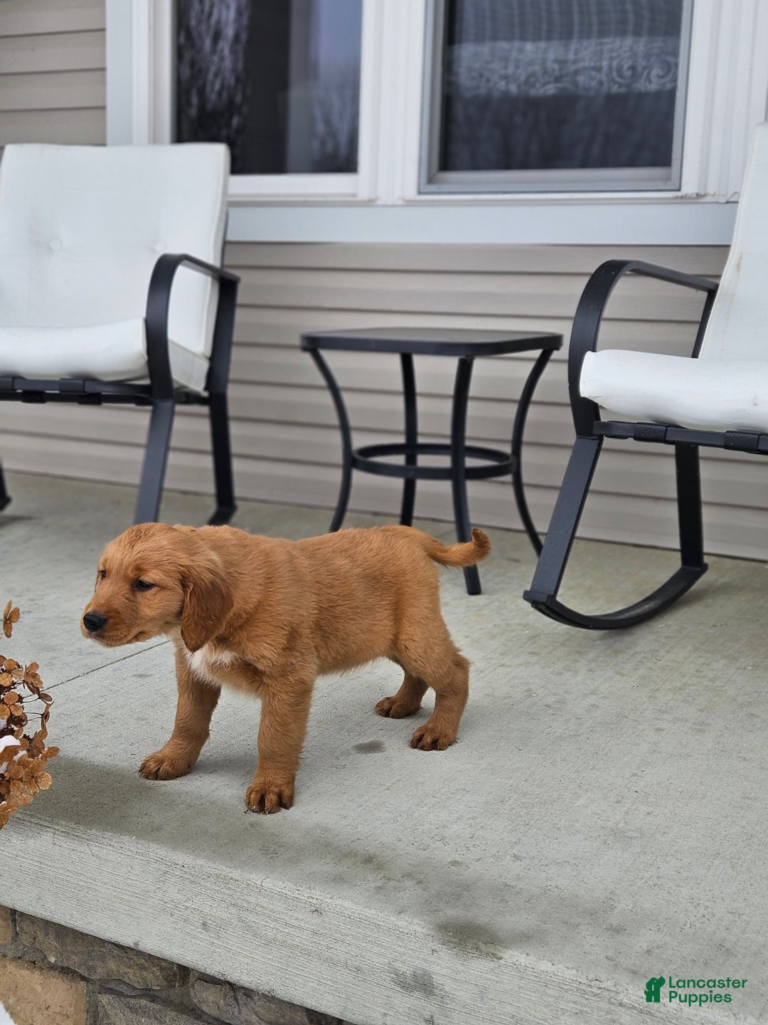 Golden Retriever dogs for sale: Charlie - Ad 2