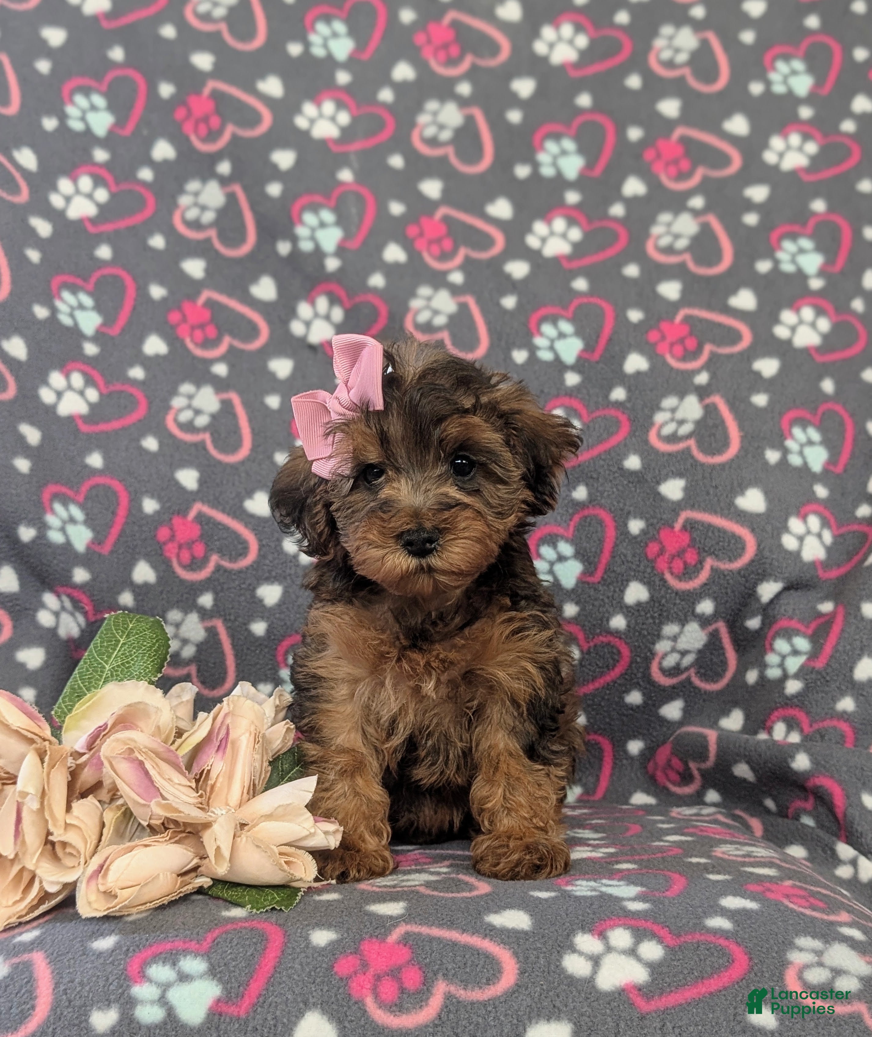 Yorkiepoo dogs Audrey - Ad 2
