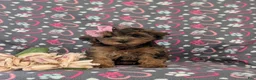 Yorkiepoo dogs for sale: Audrey - Ad 2