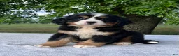 Bernese Mountain Dog dogs for sale: Violet - Ad 3