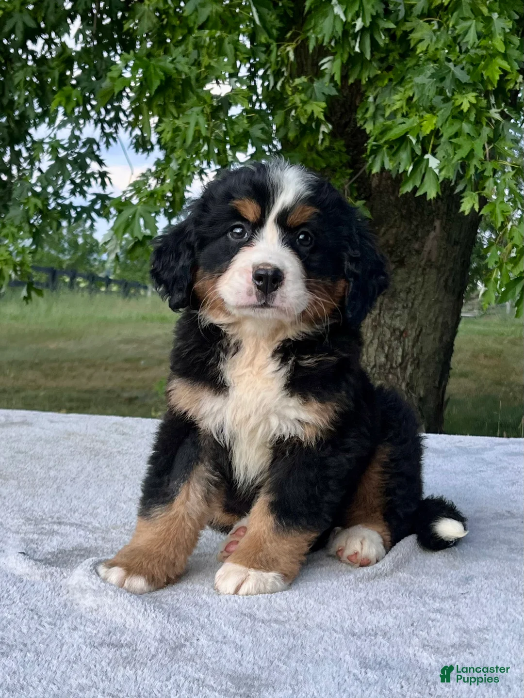 Bernese Mountain Dog dogs for sale: Violet - Ad 3