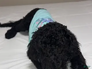 Standard Poodle dogs Standard Poodle Puppy 1 - Ad 3