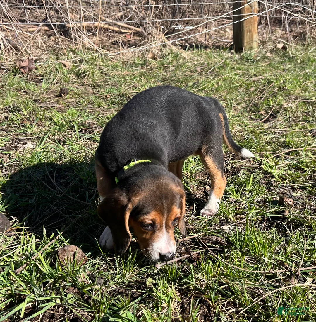 Beagle dogs for sale: Beagle Puppy 6 - Ad 2