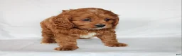Cavapoo dogs for sale: Cindy - Ad 9