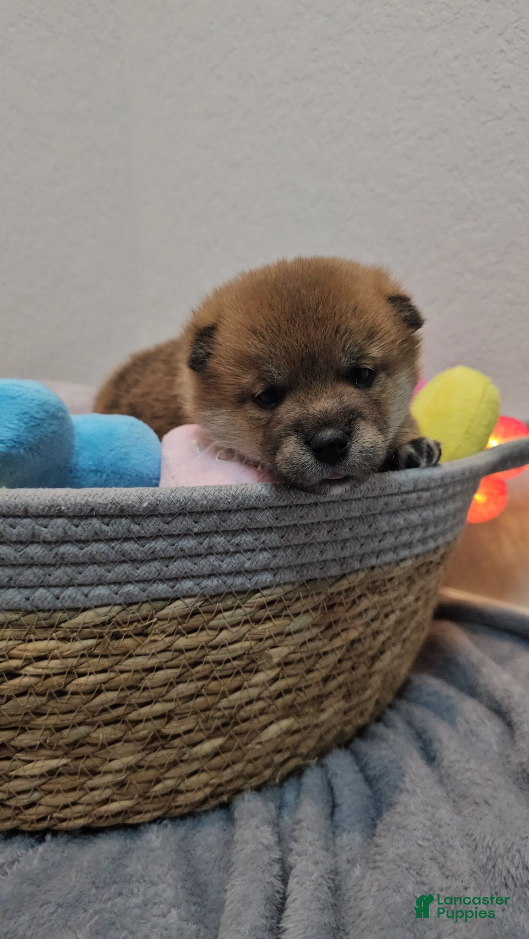 Shiba Inu dogs for sale: Kaito - Ad 9