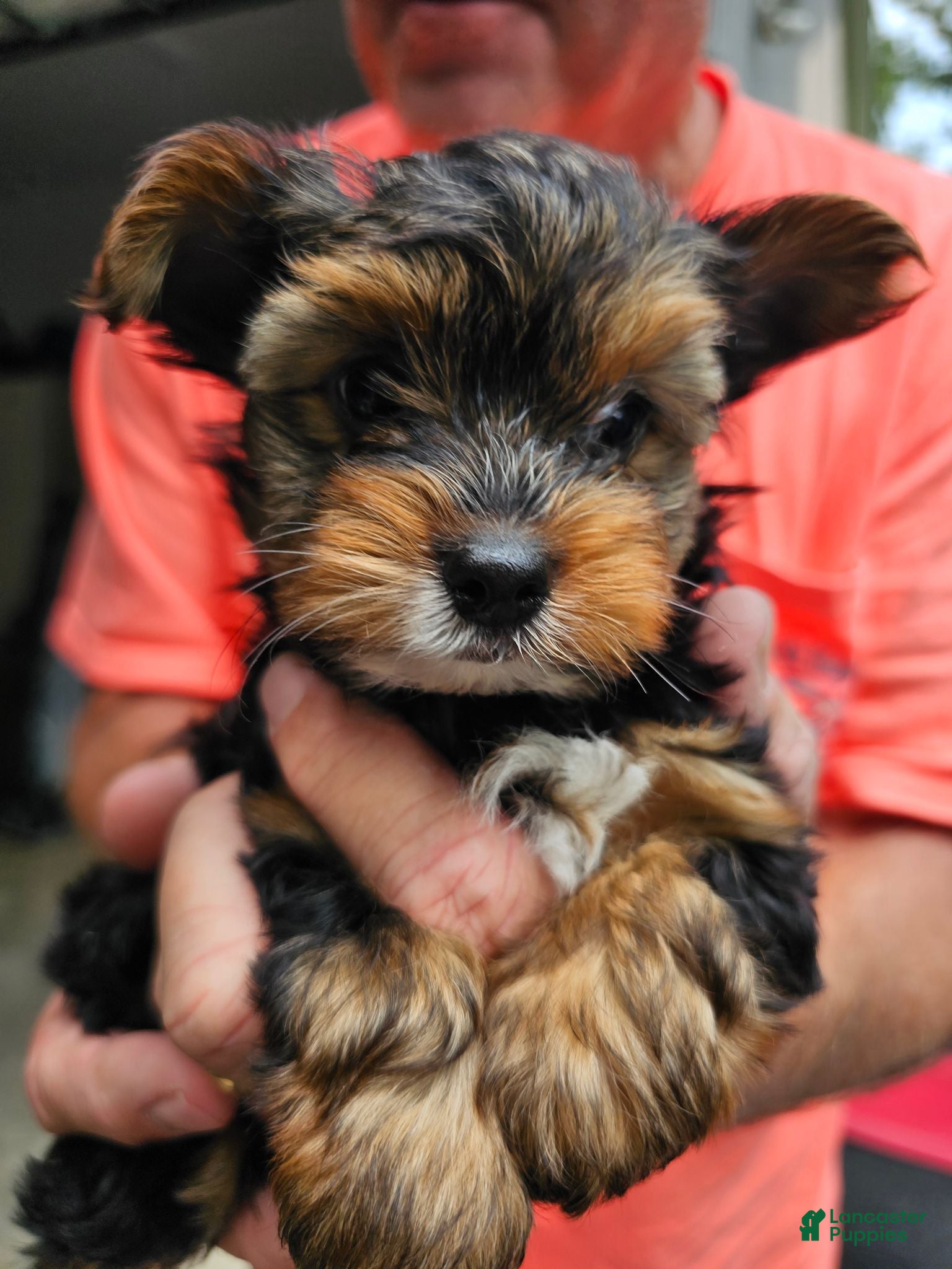 Yorkshire Terrier dogs Lucky - Ad 2