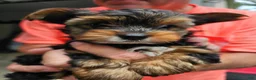 Yorkshire Terrier dogs for sale: Lucky - Ad 2