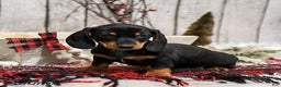 Miniature Dachshund dogs for sale: Winnie - Ad 2