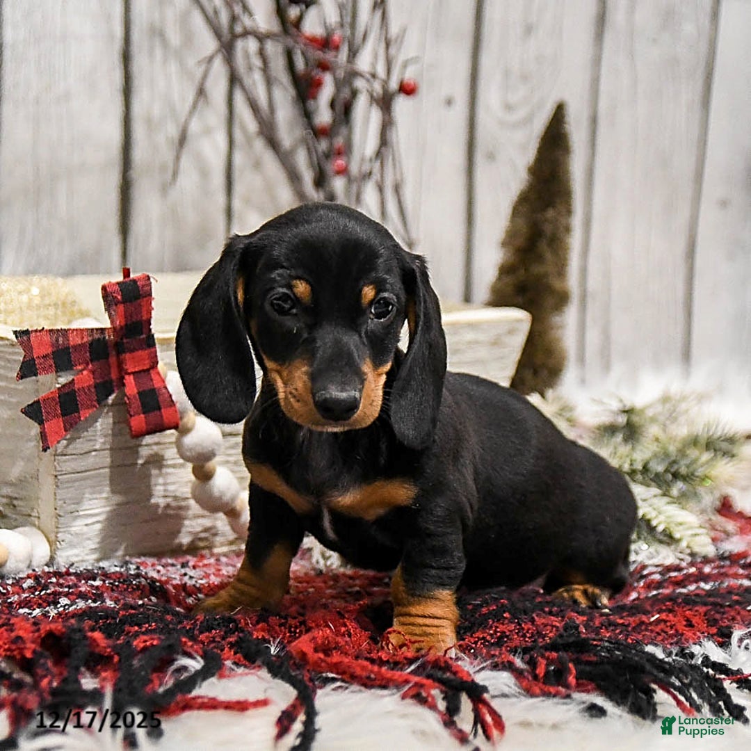 Miniature Dachshund dogs for sale: Winnie - Ad 2