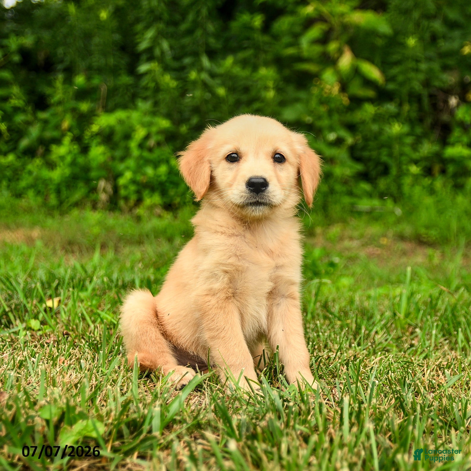 Golden Retriever dogs Milena - Ad 1