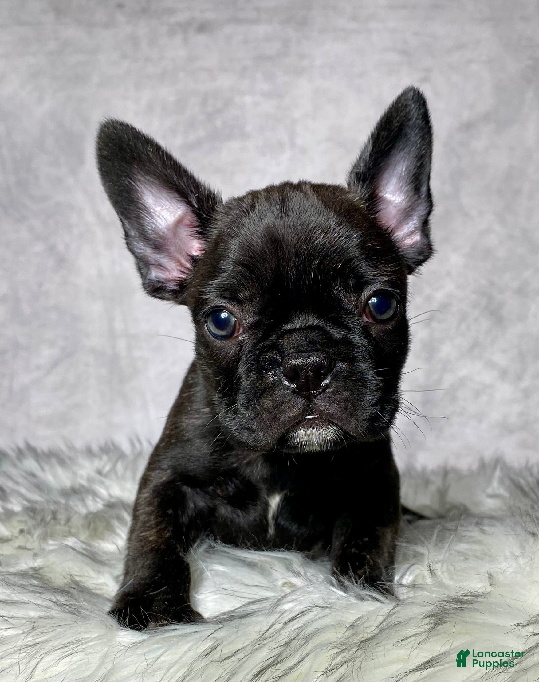 Frenchton dogs Miss Luna - Ad 2