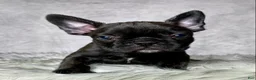 Frenchton dogs for sale: Miss Luna - Ad 2