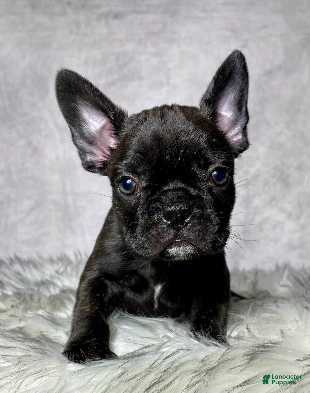 Frenchton dogs for sale: Miss Luna - Ad 2