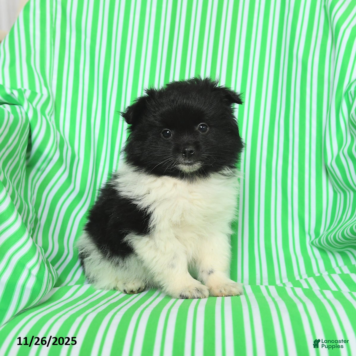 Pomeranian dogs Peter - Ad 1