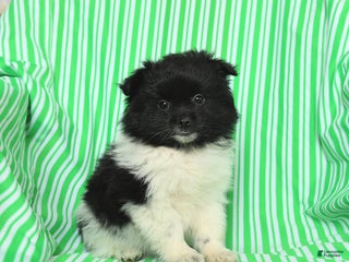 Pomeranian dogs Peter - Ad 33