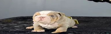 English Bulldog 4