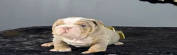 English Bulldog dogs for sale: English Bulldog 4 - Ad 1