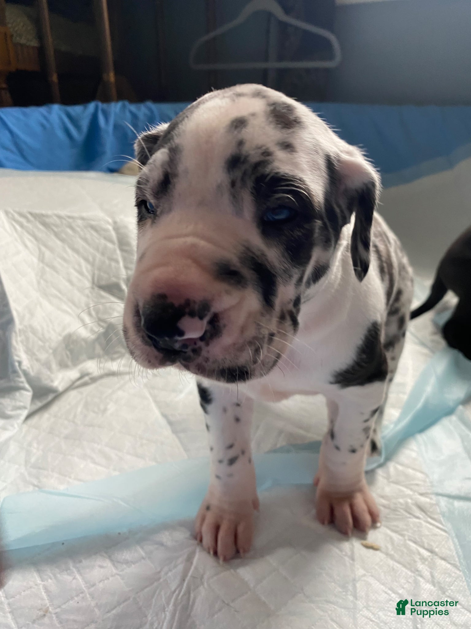 Great Dane dogs Kairo😍 - Ad 42