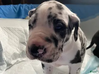 Great Dane dogs Kairo😍 - Ad 42