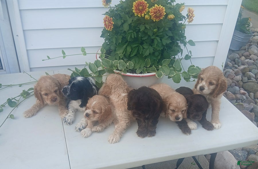 Cocker Spaniel dogs Tommy - Ad 2