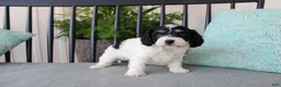 Cavapoo dogs for sale: Daisy - Ad 10