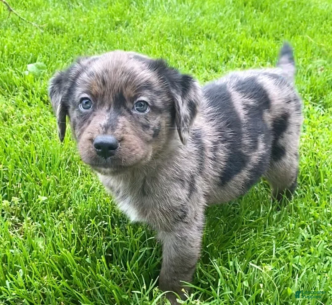 Mixed Breed dogs for sale: Koral - Ad 2