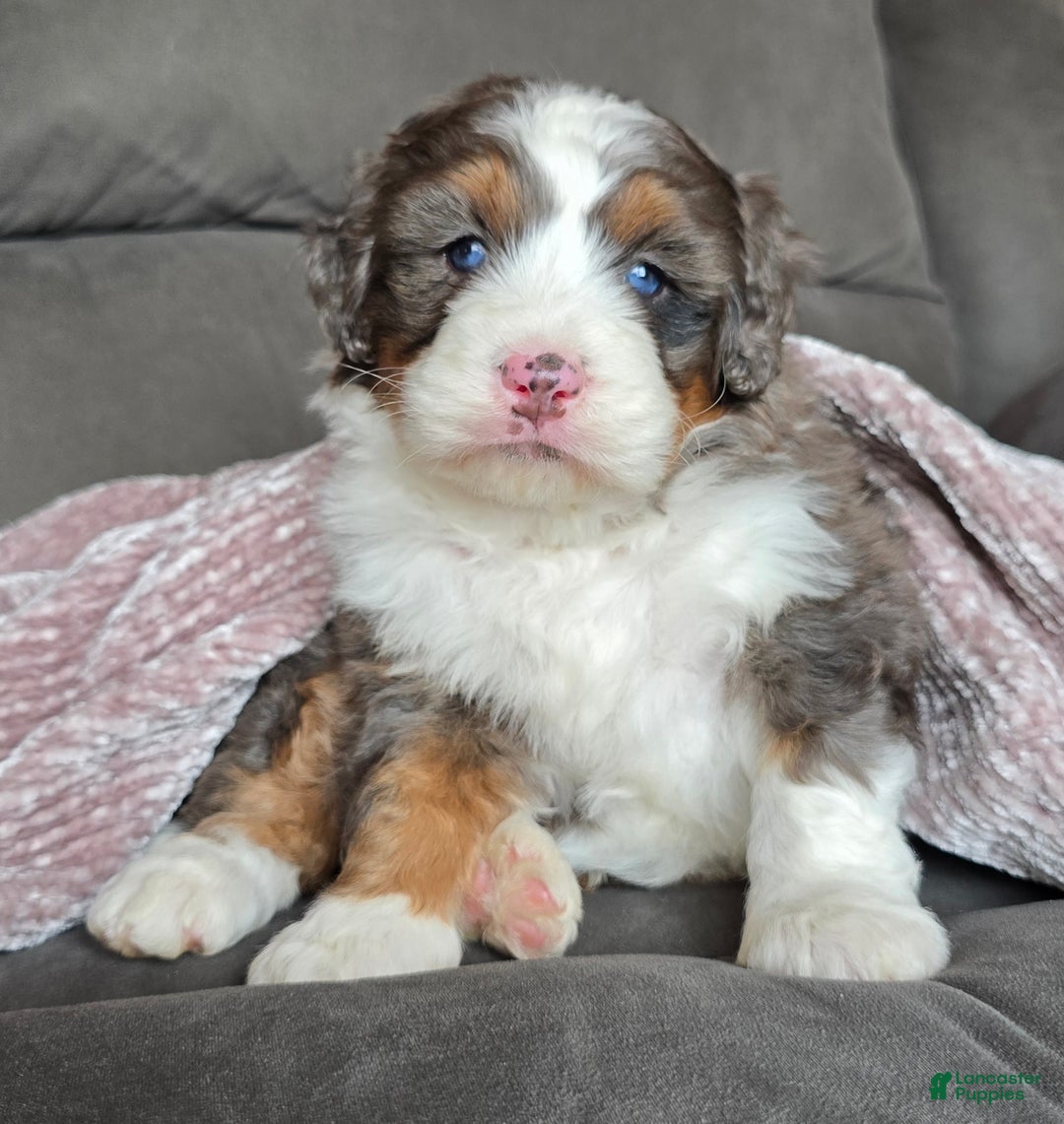 Mini Bernedoodle dogs for sale: Mini Bentley - Ad 1