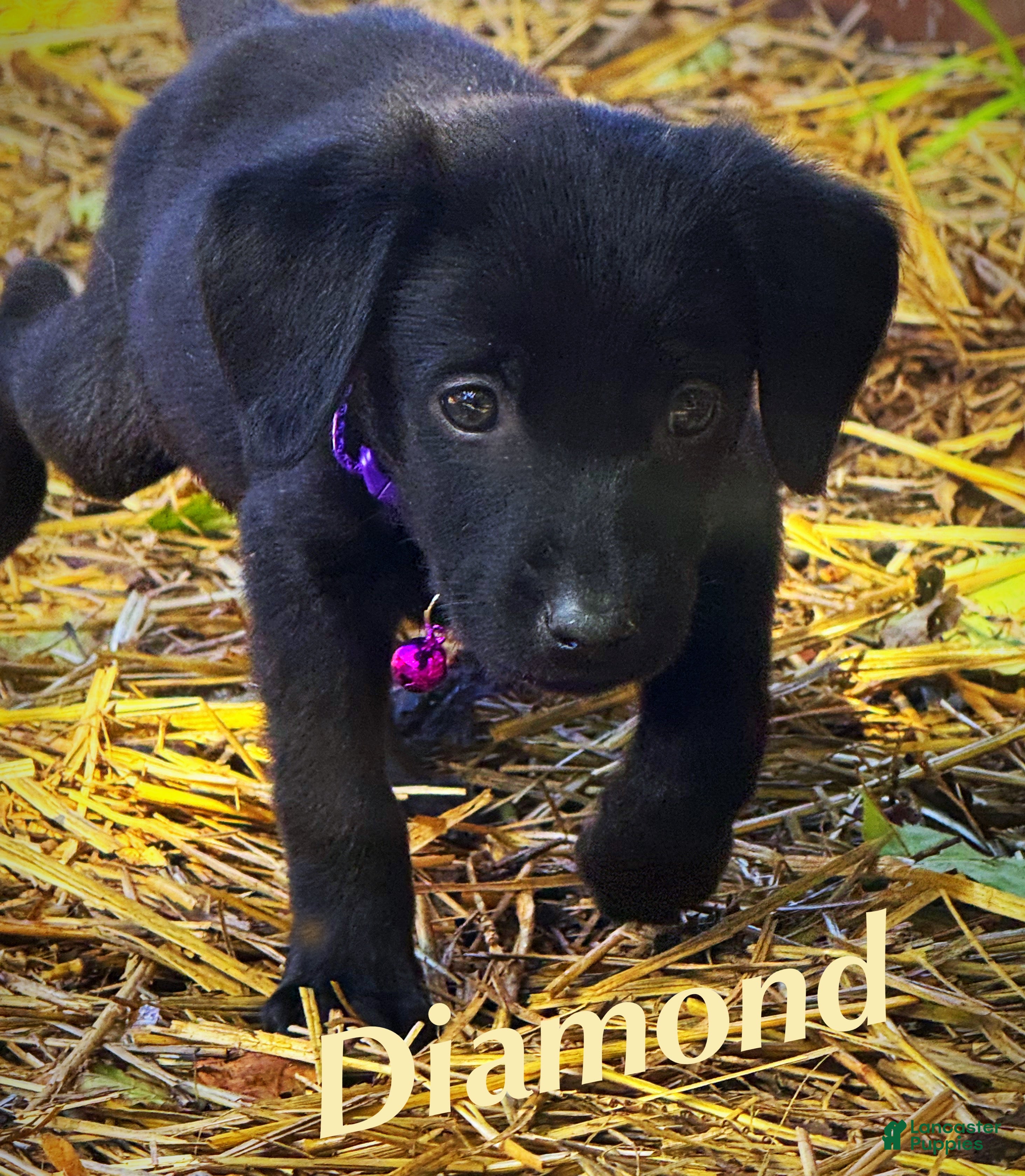 Labrador Retriever dogs Labrador Retriever 1 - Ad 1