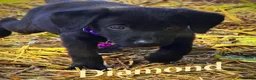 Labrador Retriever dogs for sale: Labrador Retriever 1 - Ad 1