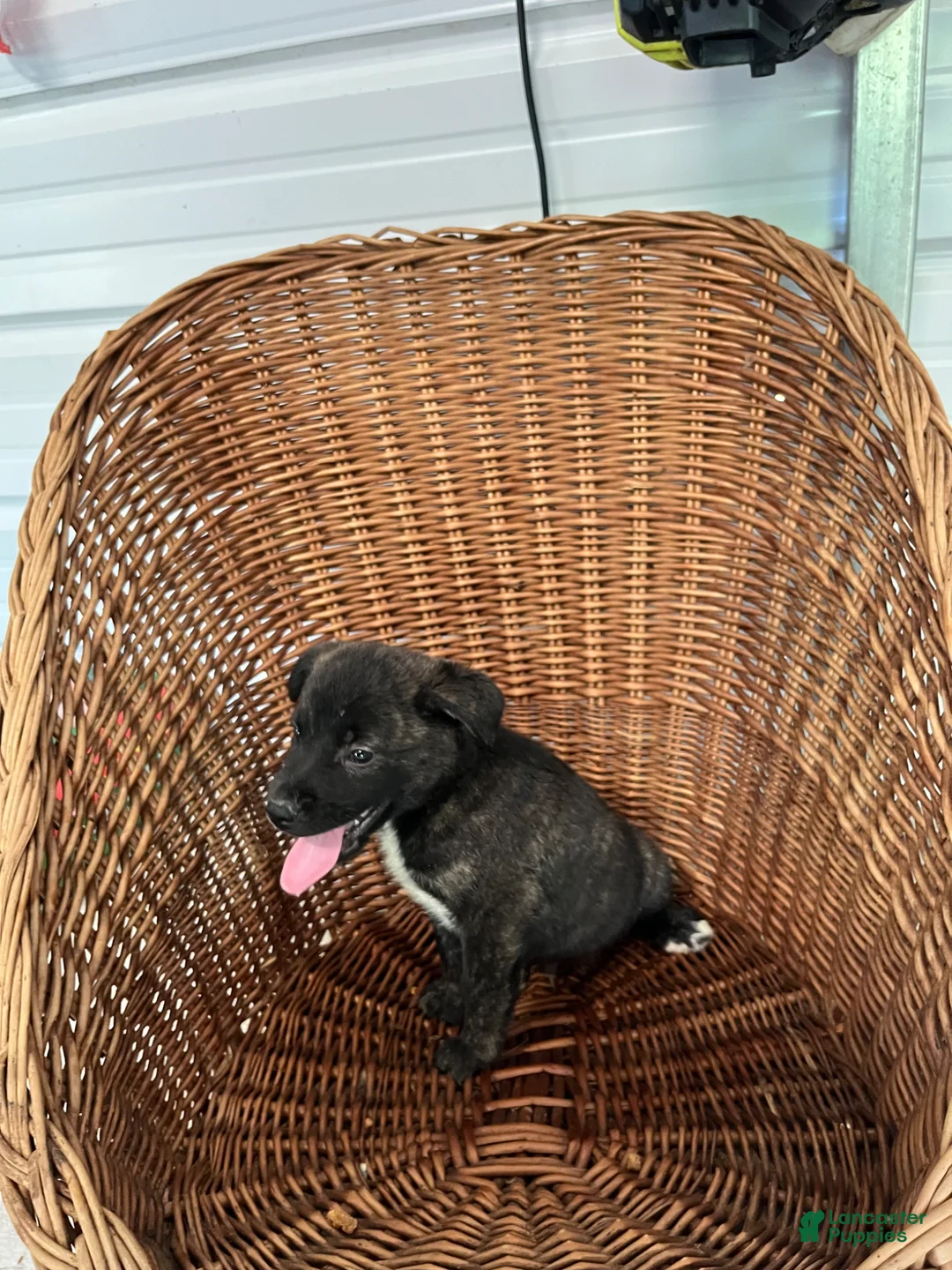 Golden Shepherd dogs for sale: Turbo  - Ad 1