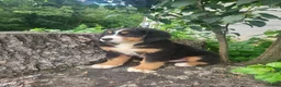 Bernese Mountain Dog dogs for sale: Toby  - Ad 3