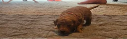 Mini Goldendoodle dogs for sale: ivy - Ad 5