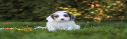 Cavapoo dogs for sale: Ivory Rose - Ad 6