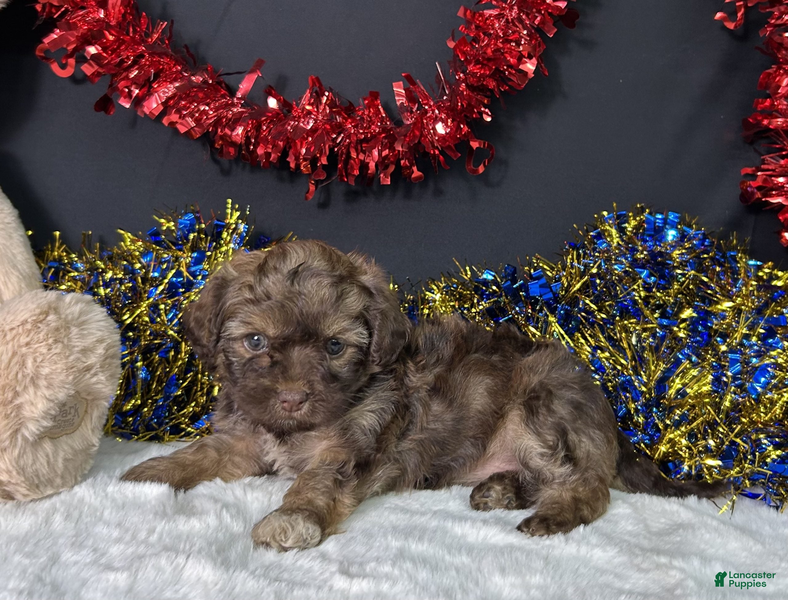 Maltipoo dogs Lilly - Ad 8