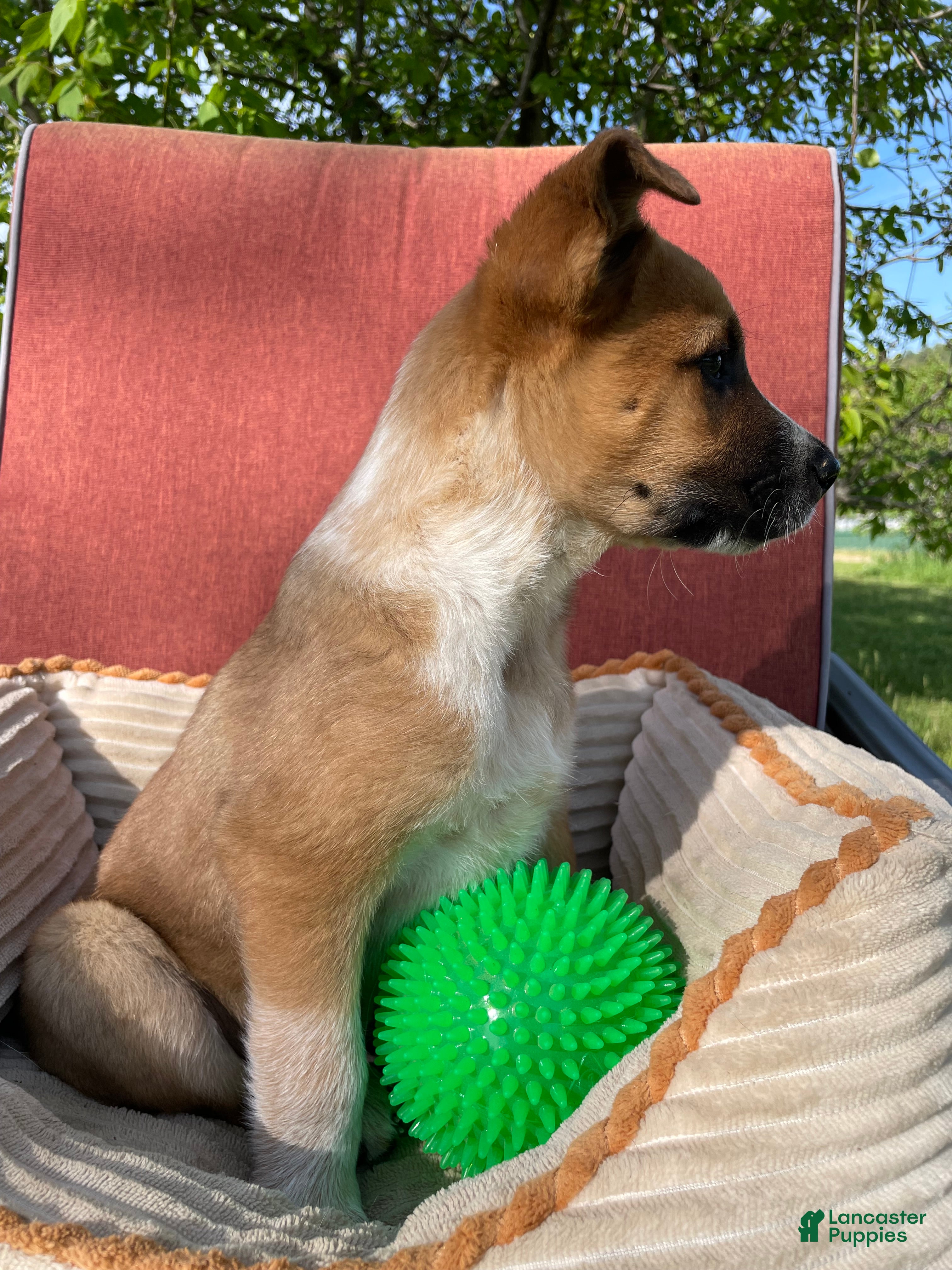 Mixed Breed dogs Hunter  - Ad 1