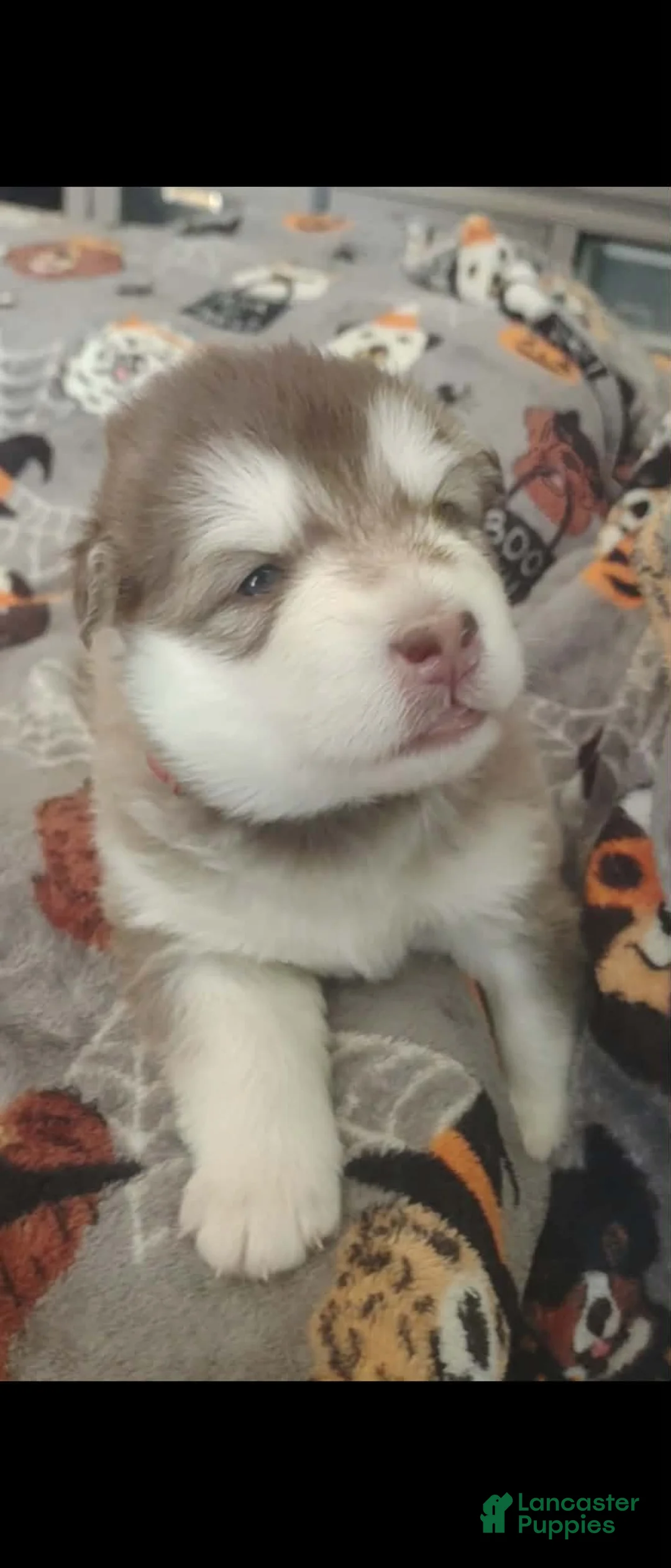 Alaskan Malamute dogs for sale: Meet Hex, she is a red white akc Alaskan malamute female. Lovable and fun to play with.  - Ad 1