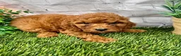 Cavapoo dogs for sale: Cora Cavapoo  - Ad 1