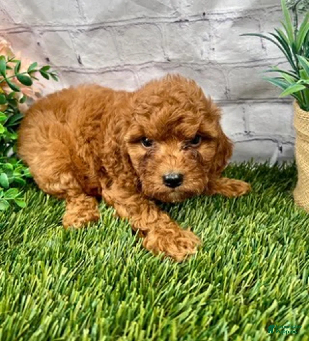 Cavapoo dogs for sale: Cora Cavapoo  - Ad 1