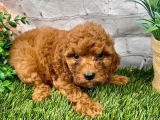 Cavapoo dogs Cora Cavapoo - Ad 1