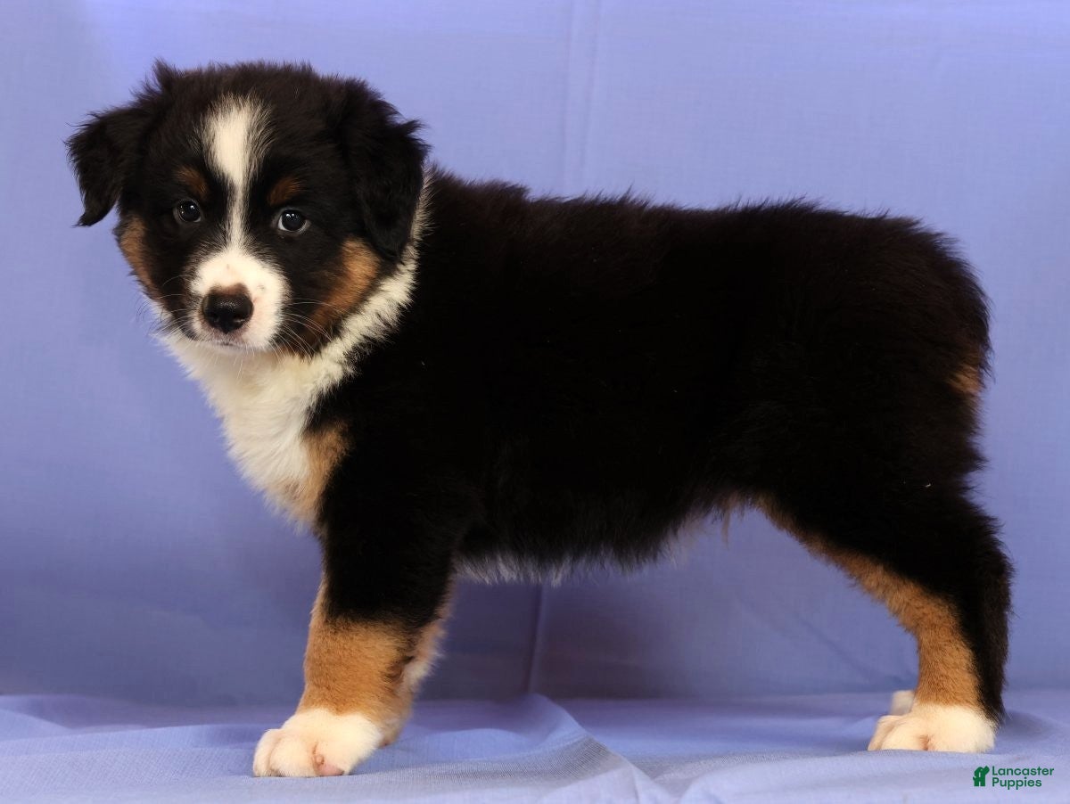 Miniature Australian Shepherd dogs Benny - Ad 2