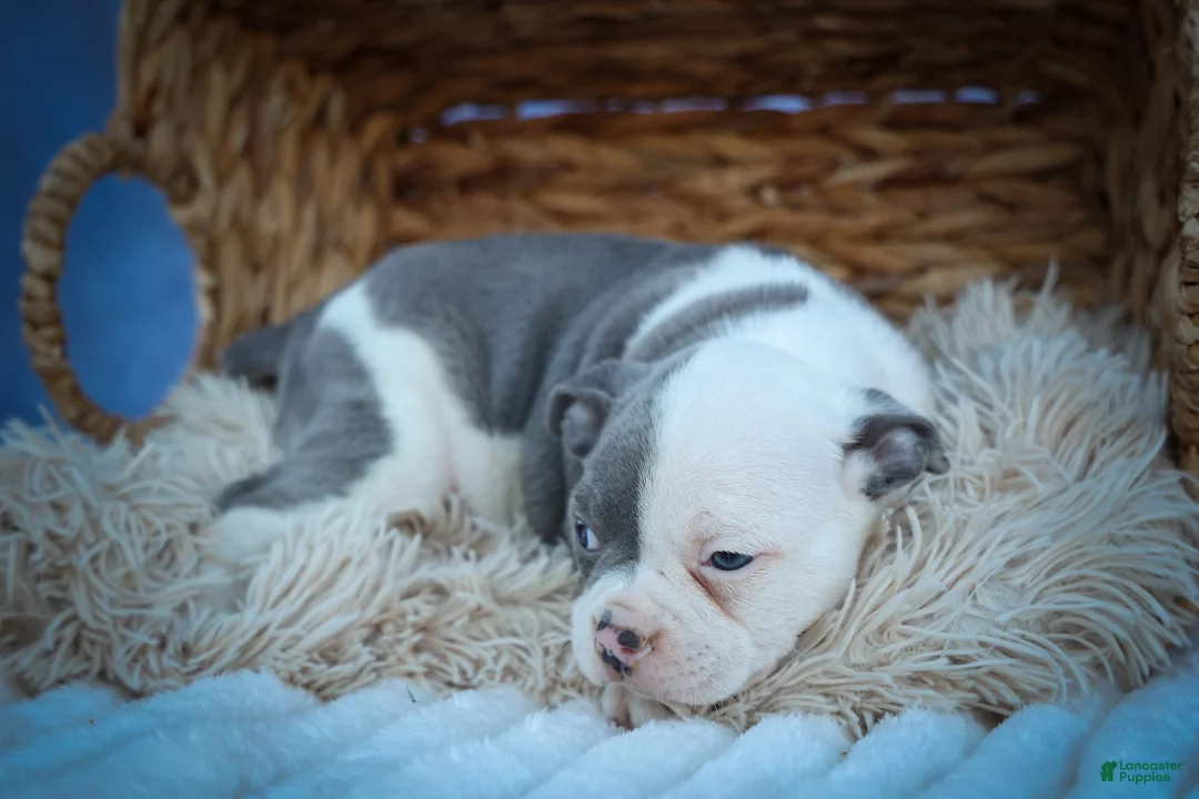 Frenchton dogs for sale: Penelope 🎀 — A Charming F2 Frenchton Puppy! - Ad 2