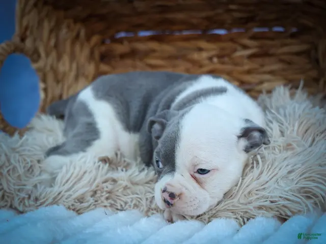 Frenchton dogs Penelope 🎀 — A Charming F2 Frenchton Puppy! - Ad 2