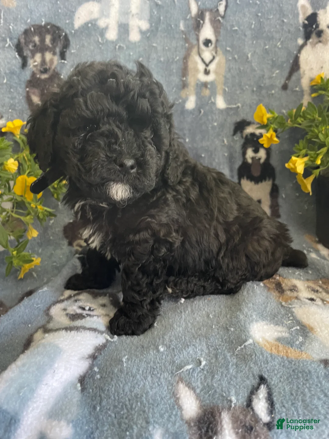 Toy Poodle dogs for sale: Rex - Ad 4
