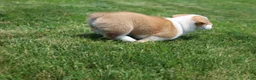 Welsh Corgi Pembroke dogs for sale: Zoey - Ad 14